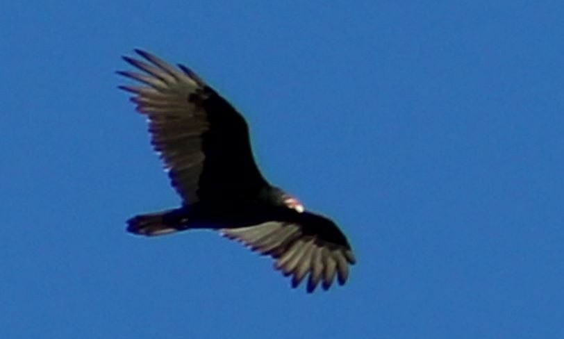 Turkey Vulture - ML623802926