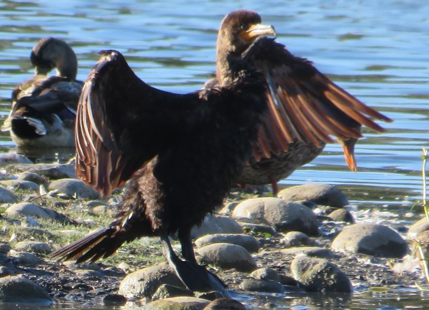 Double-crested Cormorant - ML623802929