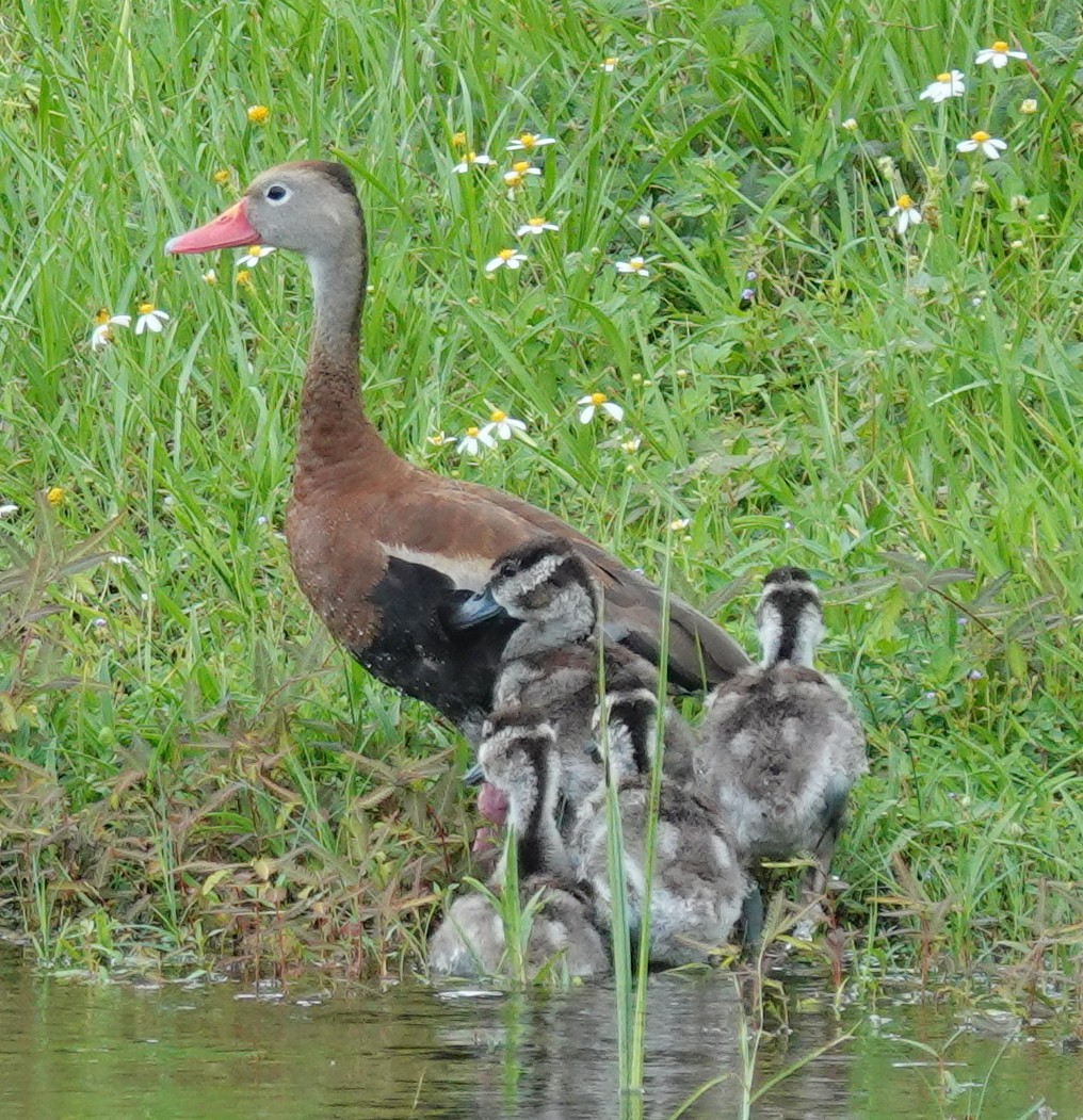 Black-bellied Whistling-Duck - Lilian Saul