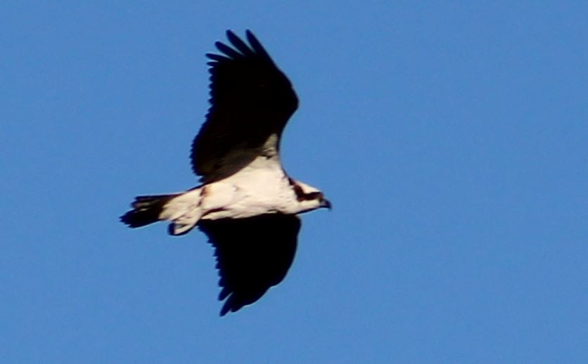 Osprey - ML623802935