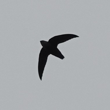 Chimney Swift - Lilian Saul