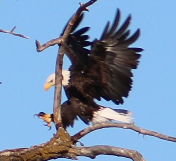 Bald Eagle - ML623802941