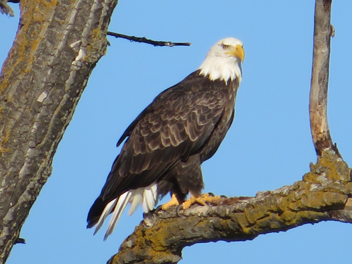 Bald Eagle - ML623802943