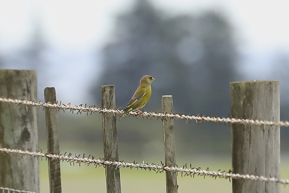 European Greenfinch - ML623802957