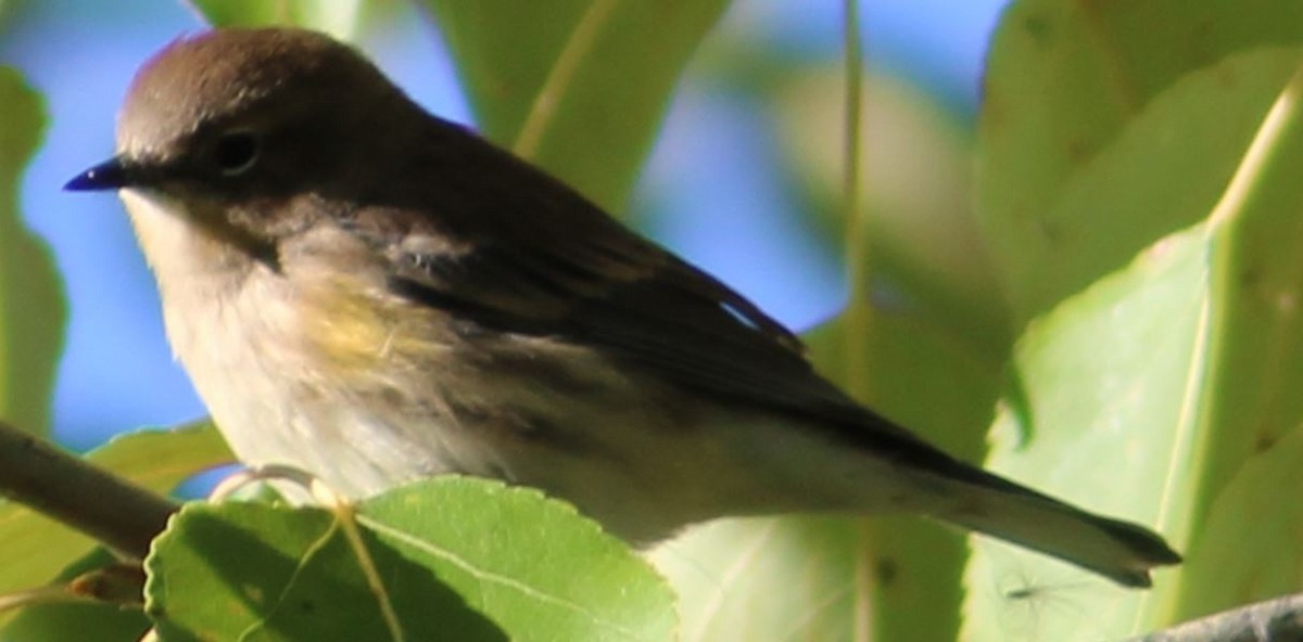 Yellow-rumped Warbler - ML623802959