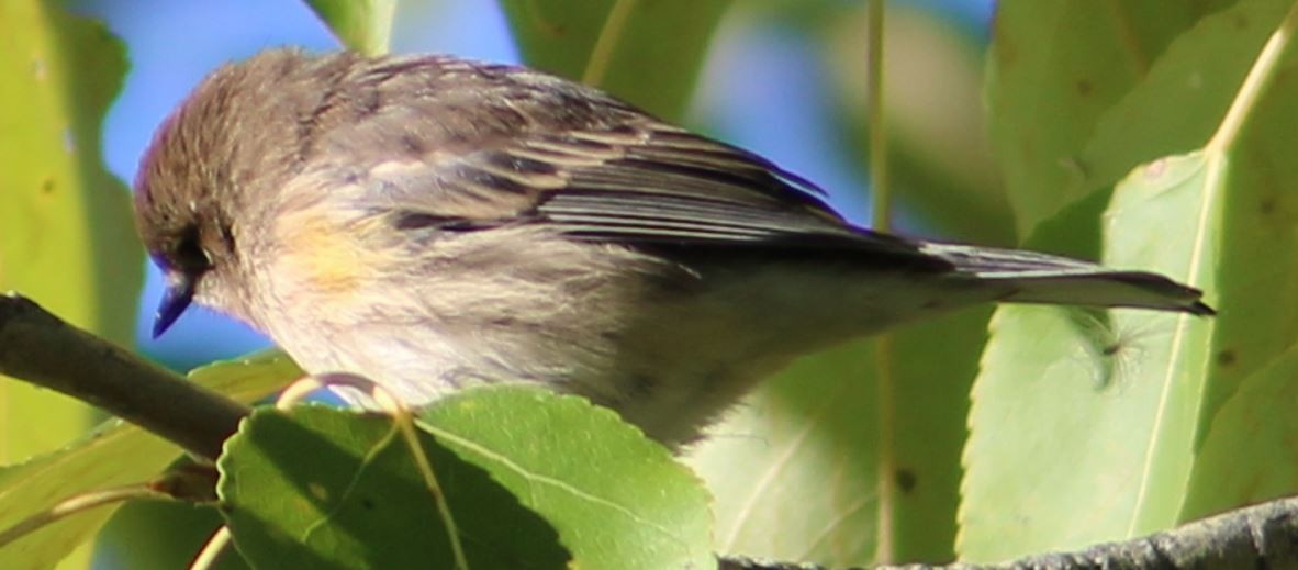 Yellow-rumped Warbler - ML623802960