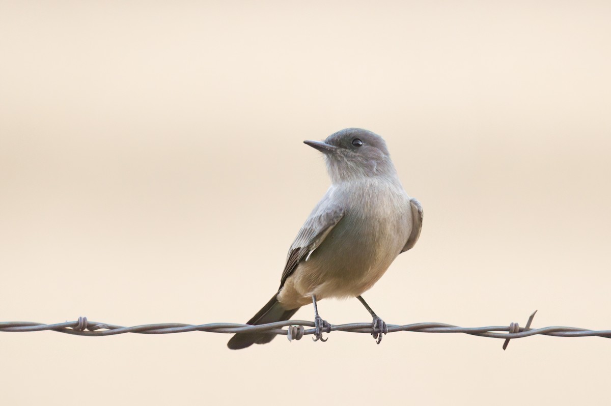 Say's Phoebe - ML623802961