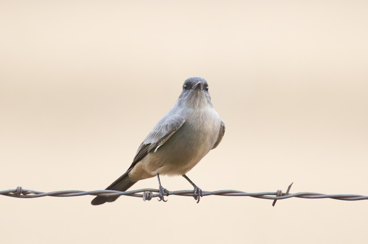 Say's Phoebe - ML623802962