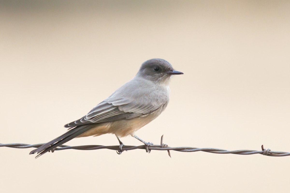 Say's Phoebe - ML623802963