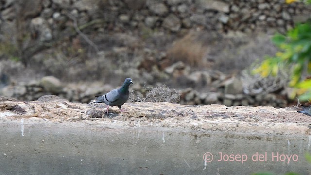 Rock Pigeon (Feral Pigeon) - ML623802970