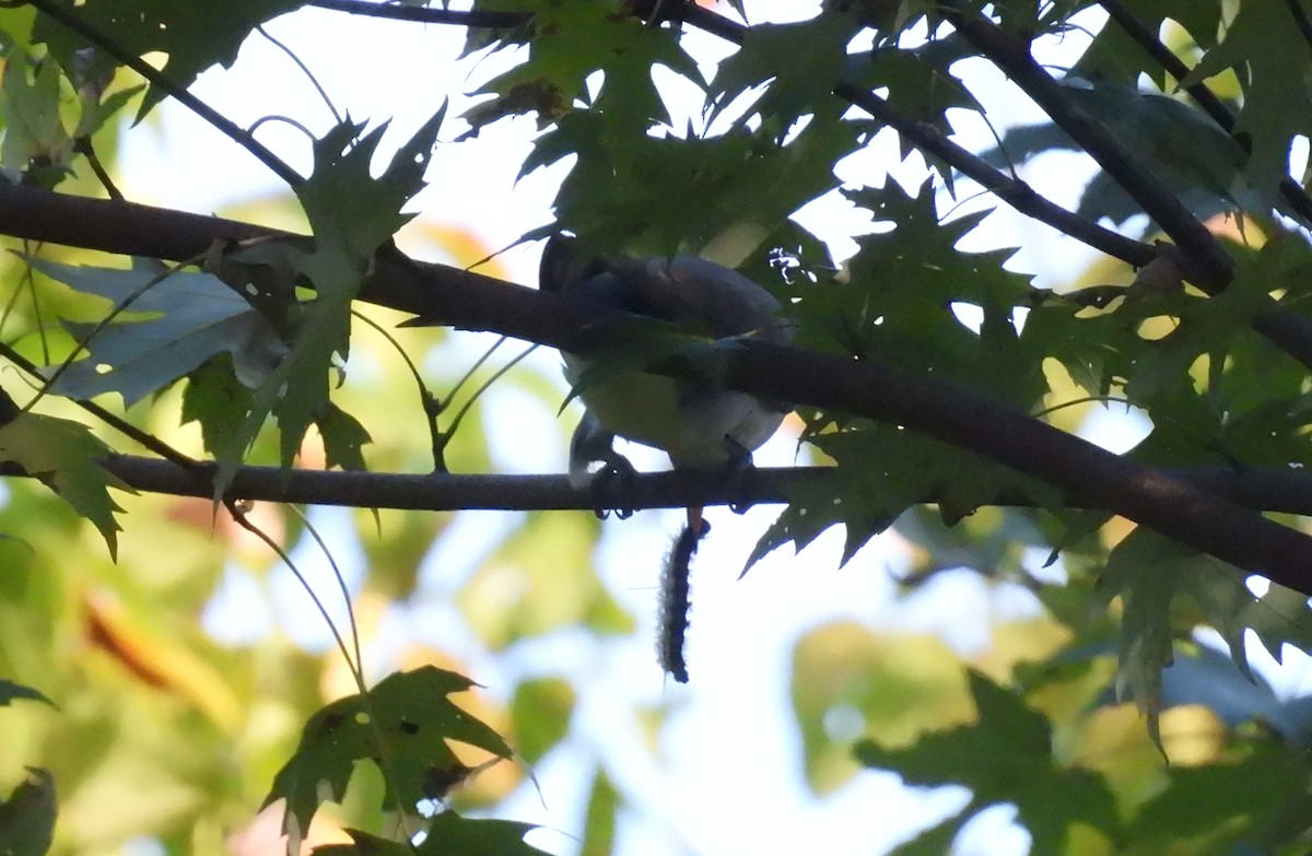 Yellow-billed Cuckoo - ML623802971