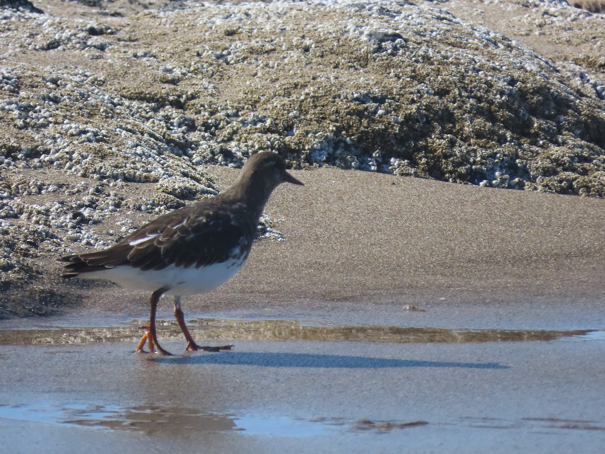 Black Turnstone - Nathan Wilson