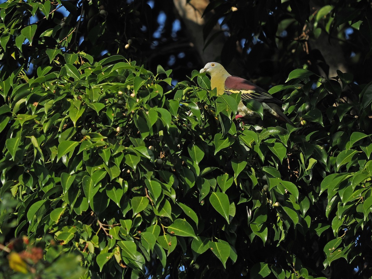 Thick-billed Green-Pigeon (Barusan) - ML623802985