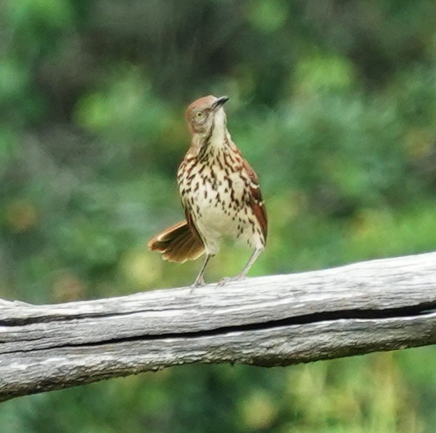 Brown Thrasher - Lilian Saul