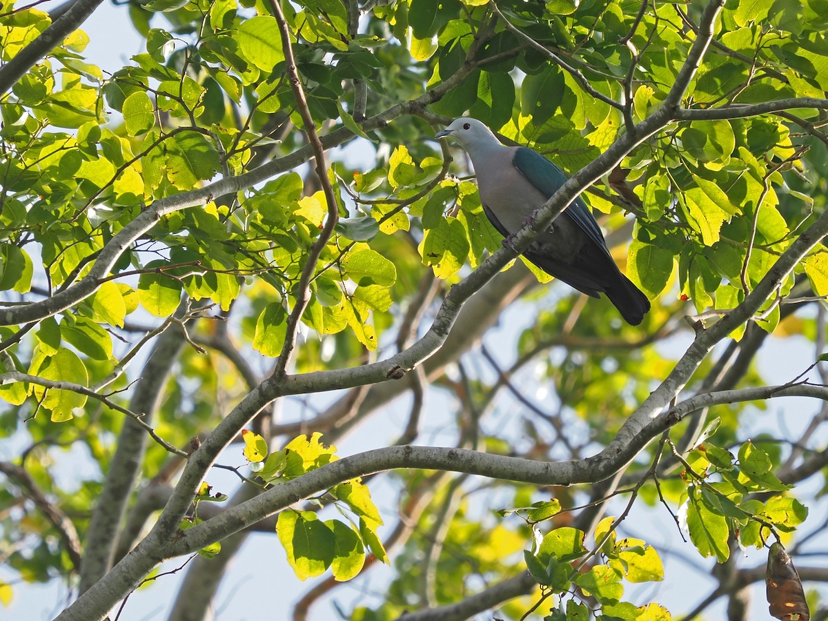 Enggano Imperial-Pigeon - ML623802999