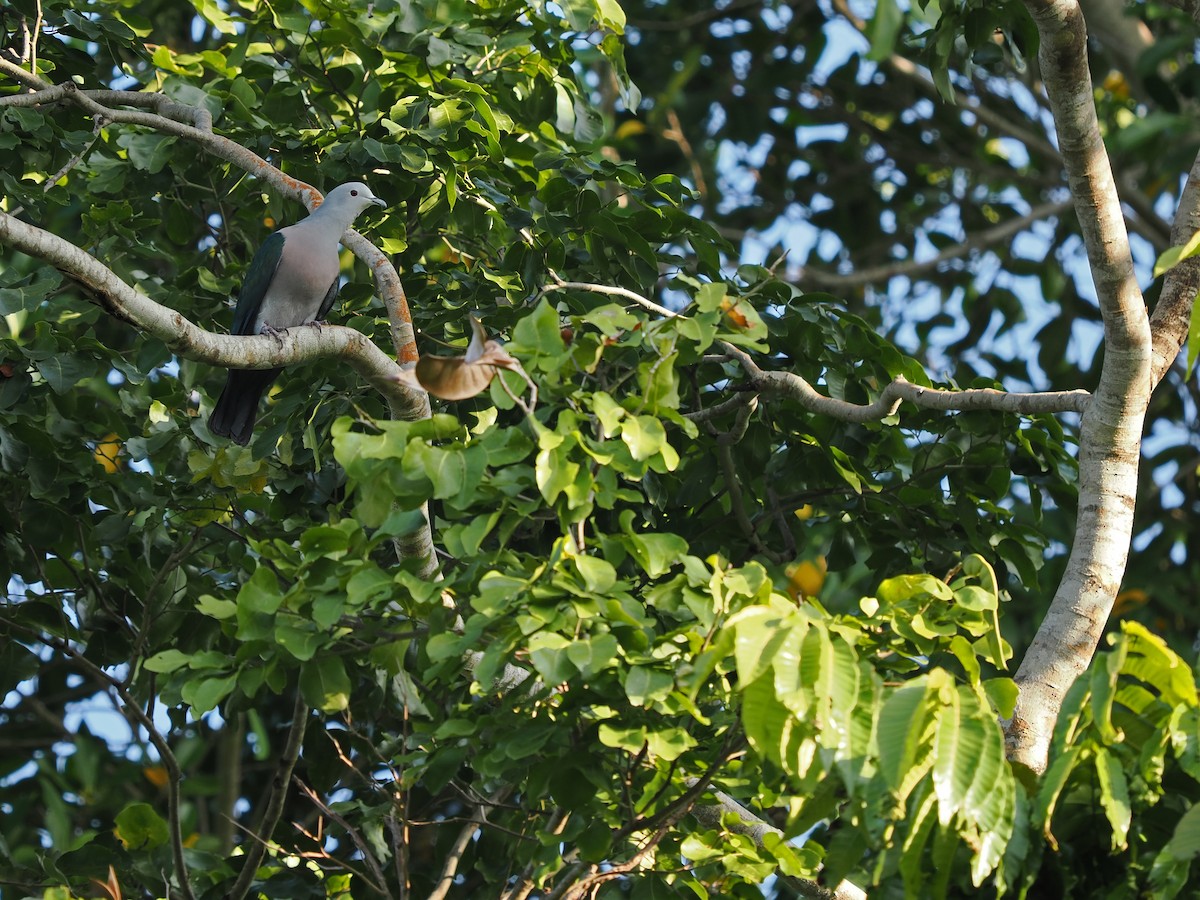 Enggano Imperial-Pigeon - ML623803000