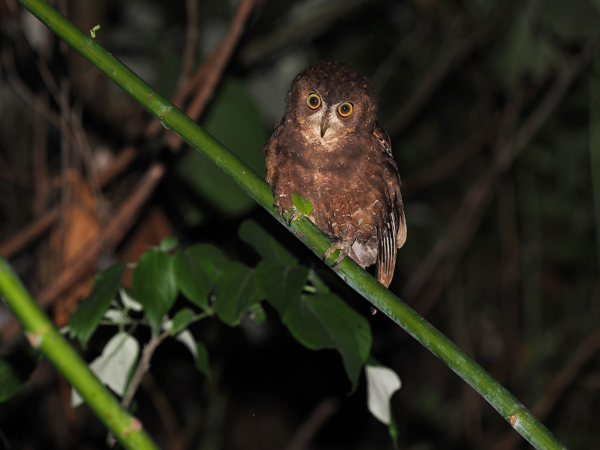 Enggano Scops-Owl - James Eaton