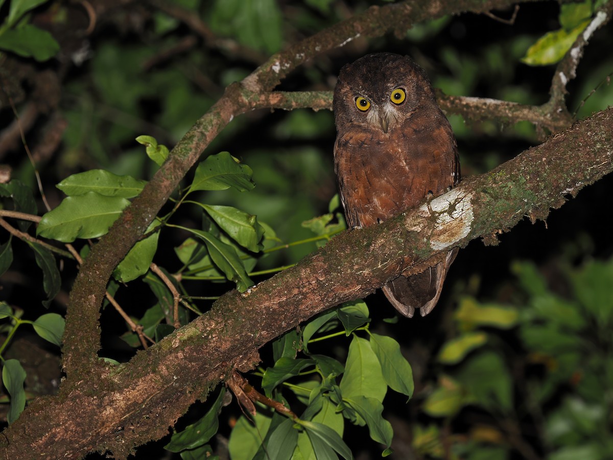 Enggano Scops-Owl - ML623803021