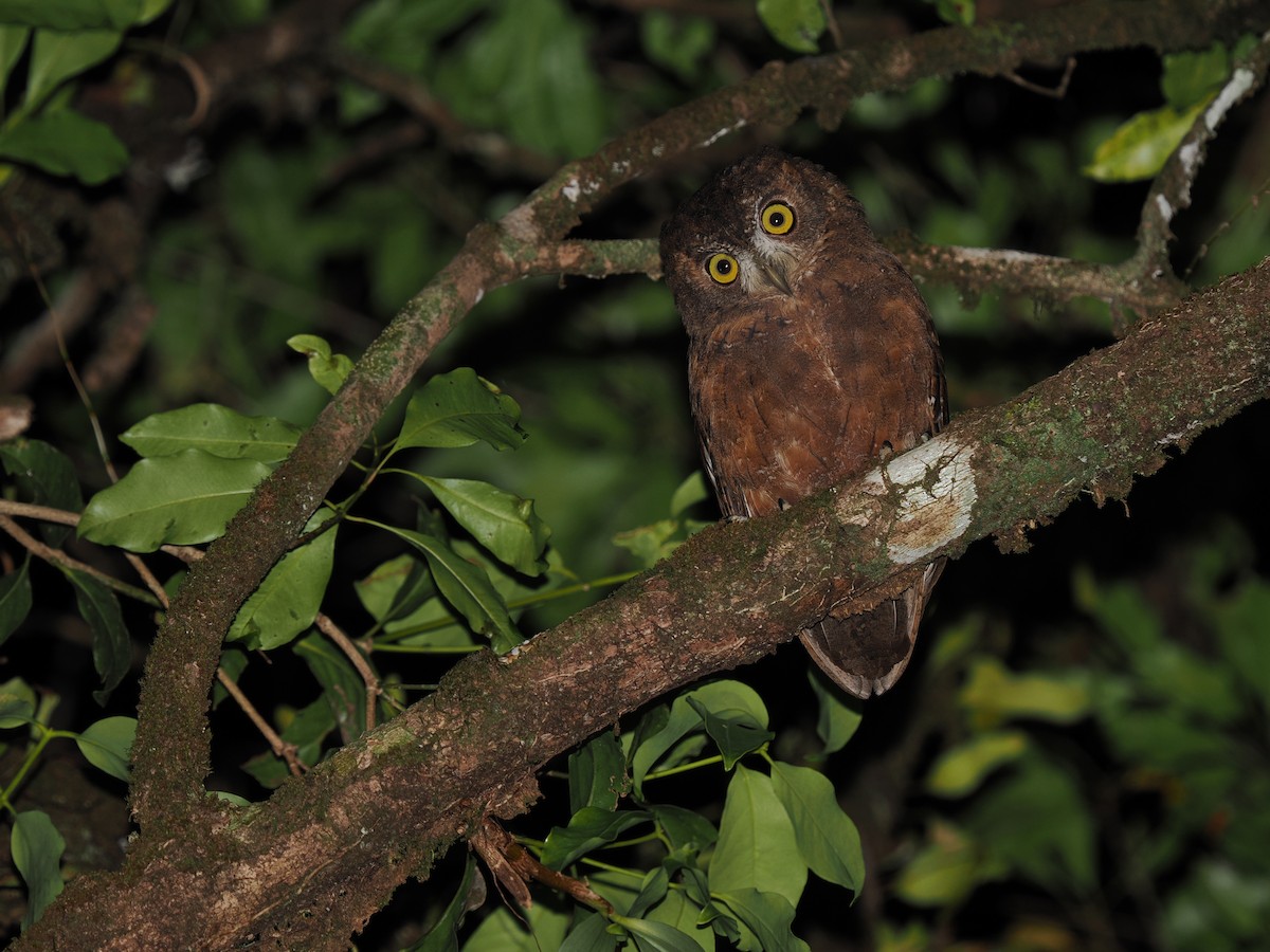 Enggano Scops-Owl - ML623803022