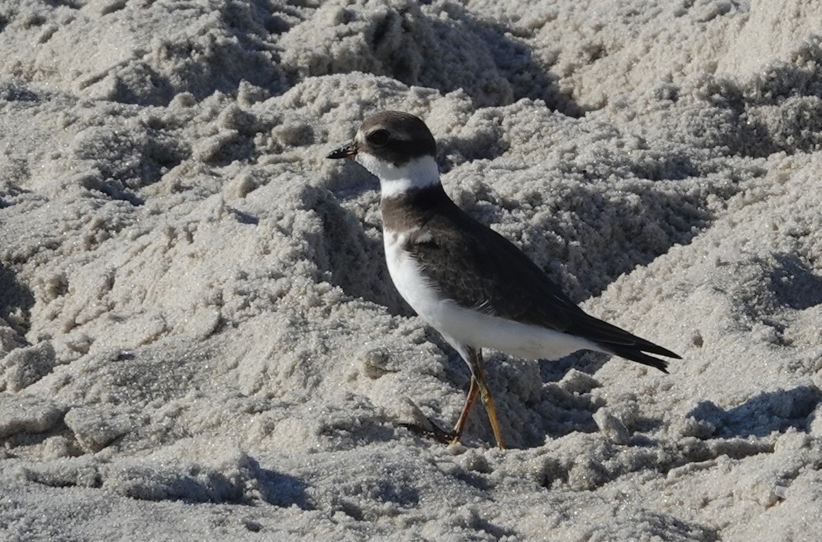 Semipalmated Plover - ML623803038