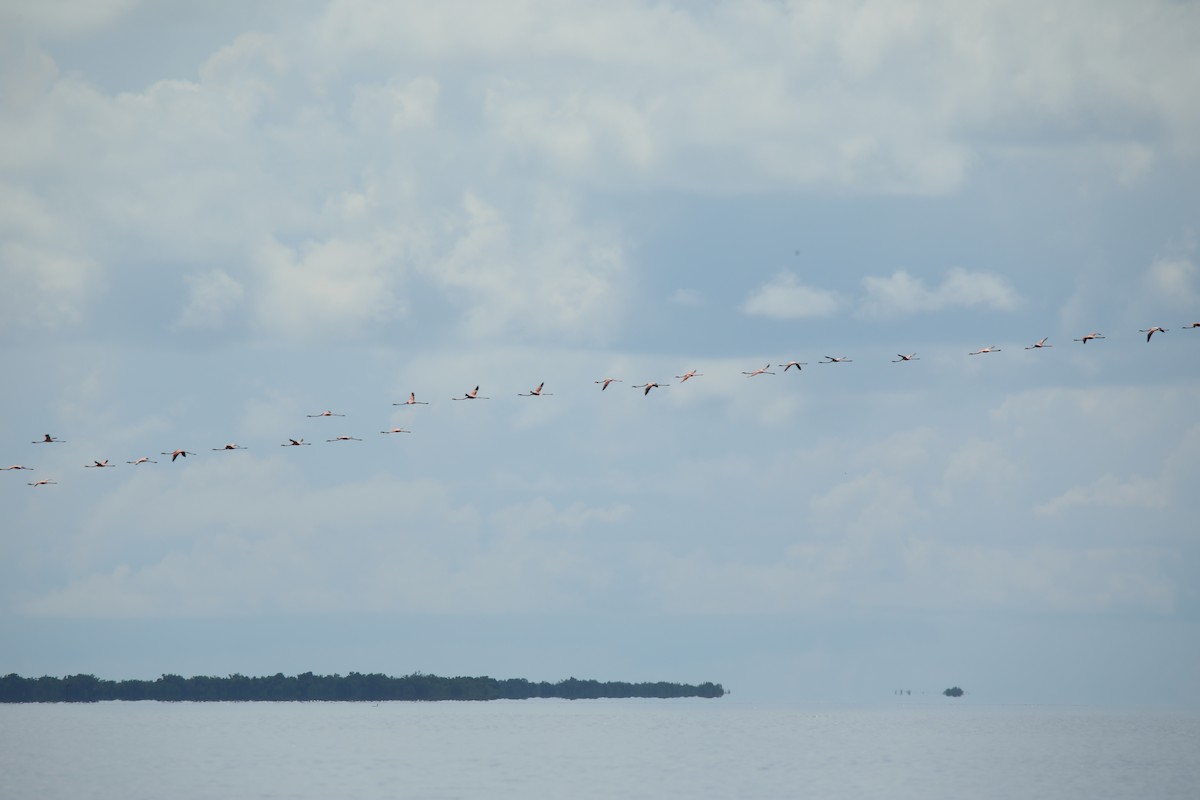 American Flamingo - ML623803066