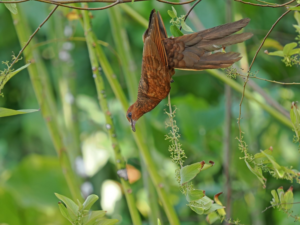 Enggano Cuckoo-Dove - ML623803084