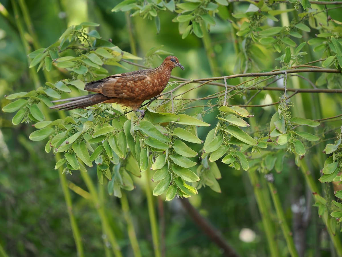 Enggano Cuckoo-Dove - ML623803085