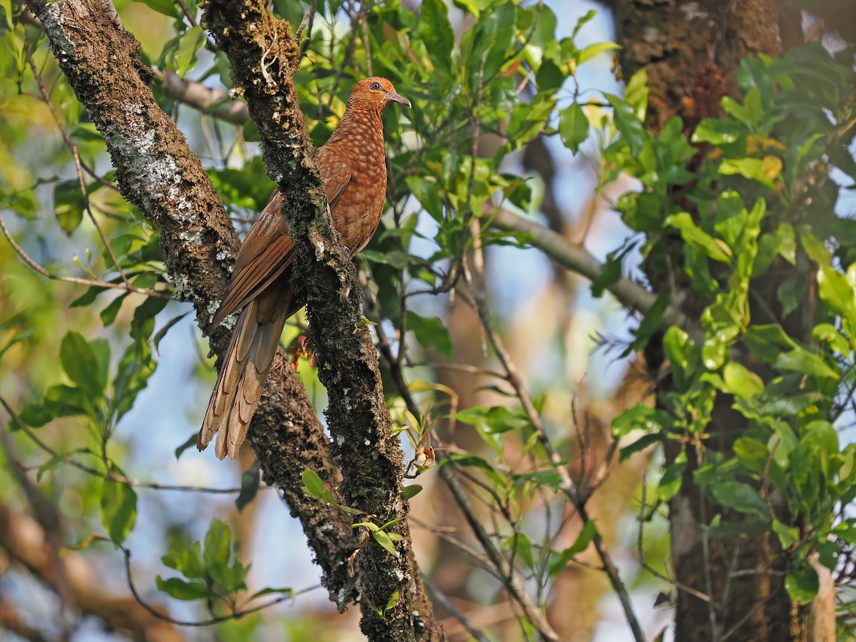 Enggano Cuckoo-Dove - ML623803086