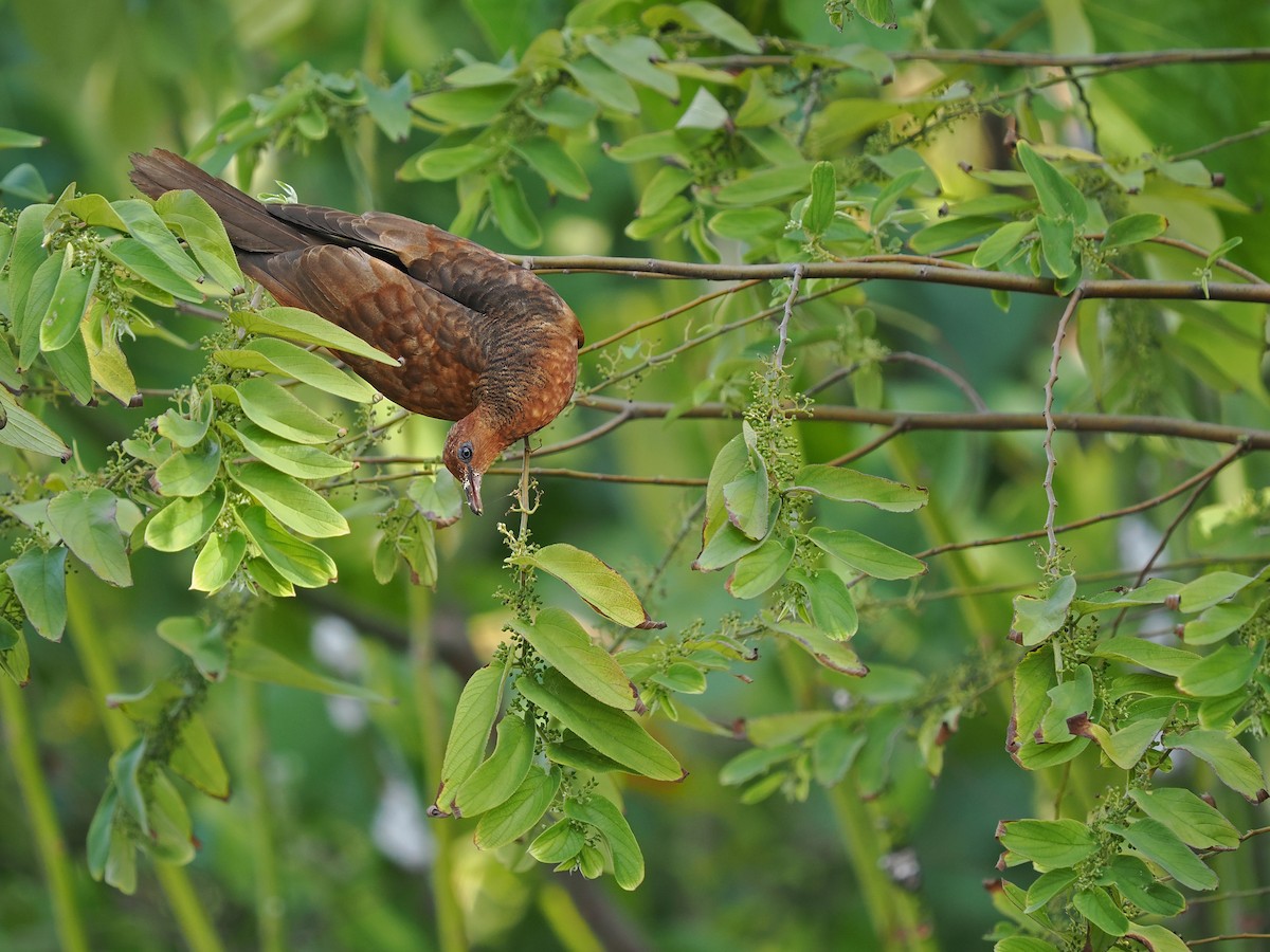 Enggano Cuckoo-Dove - ML623803087