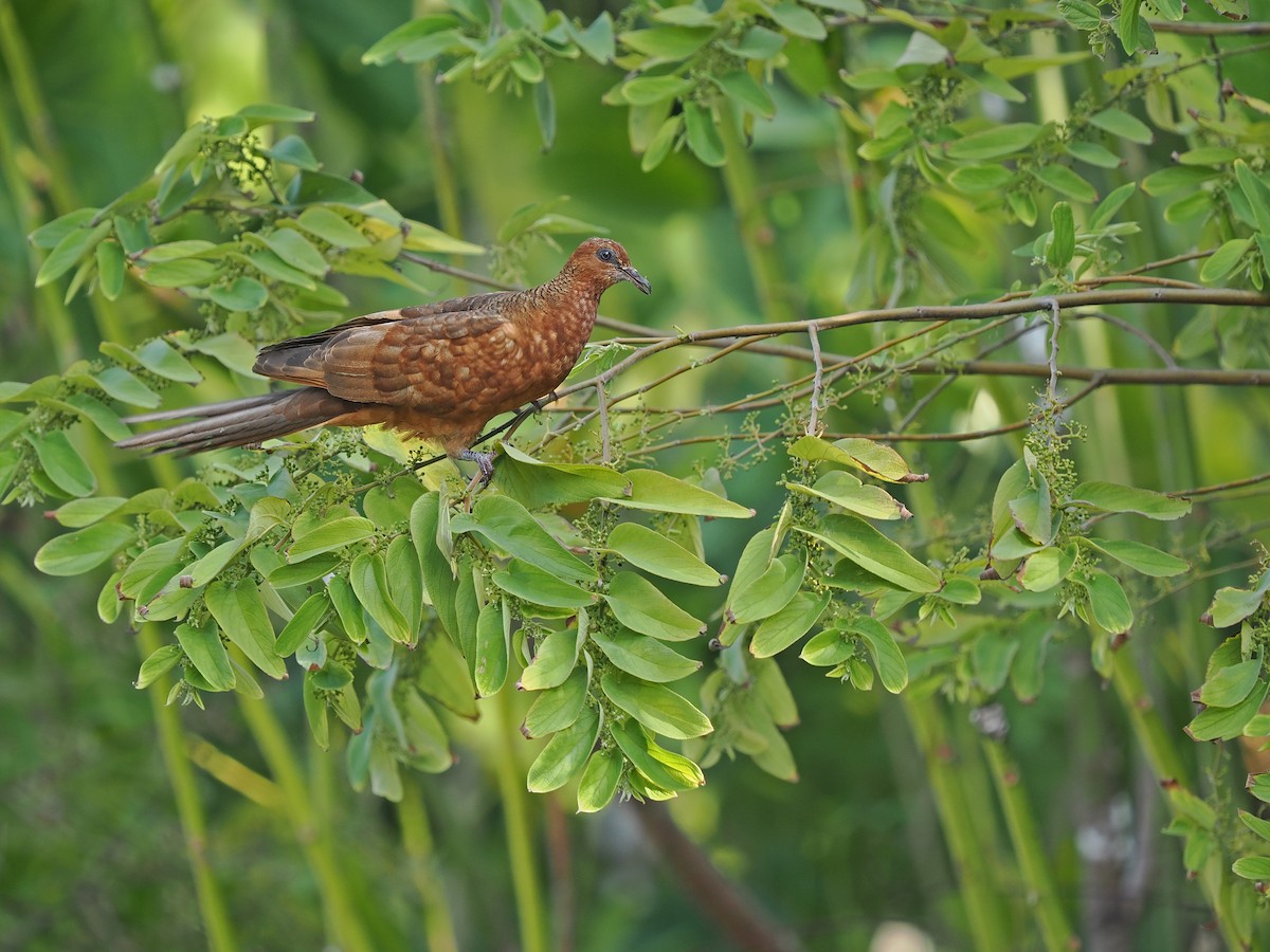Enggano Cuckoo-Dove - ML623803088