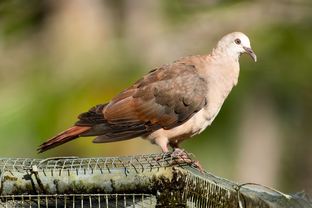 Pink Pigeon - ML623803116