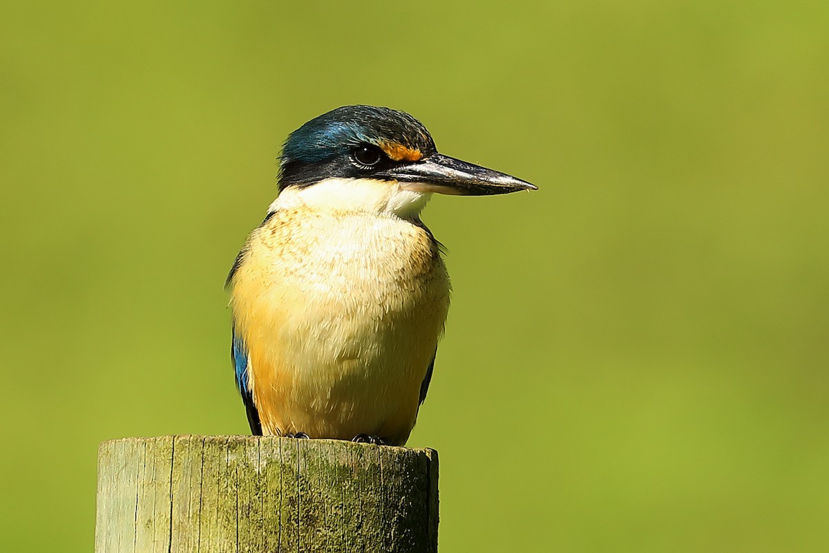 Sacred Kingfisher (New Zealand) - ML623803133