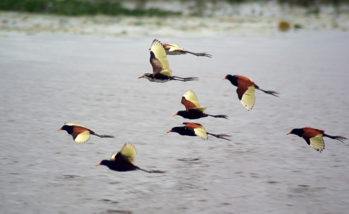 Wattled Jacana - ML623803163