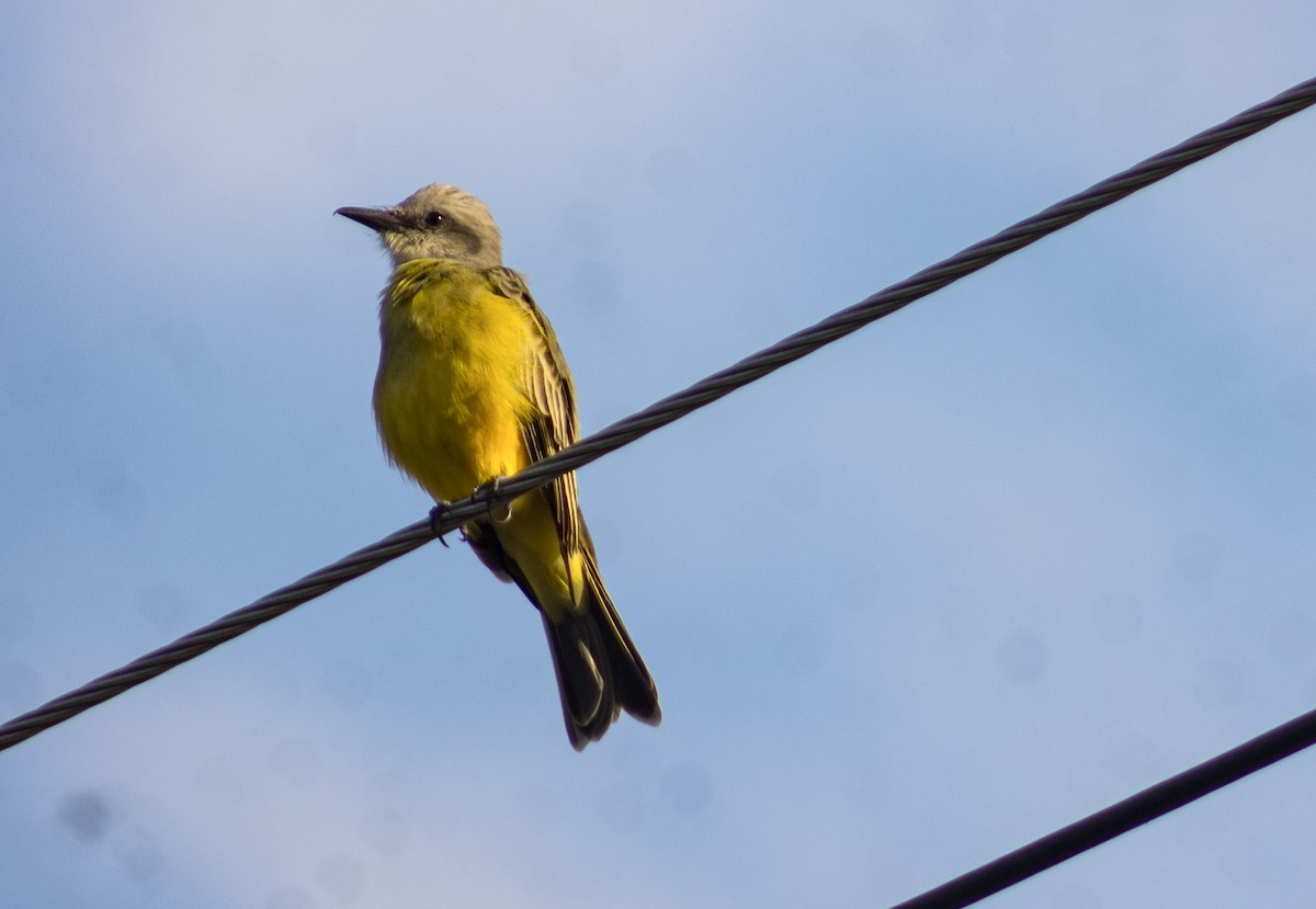 Tropical Kingbird - ML623803210