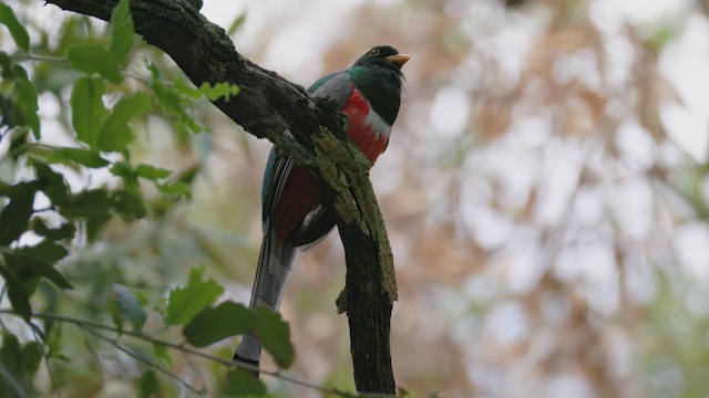 Elegant Trogon - ML623803228