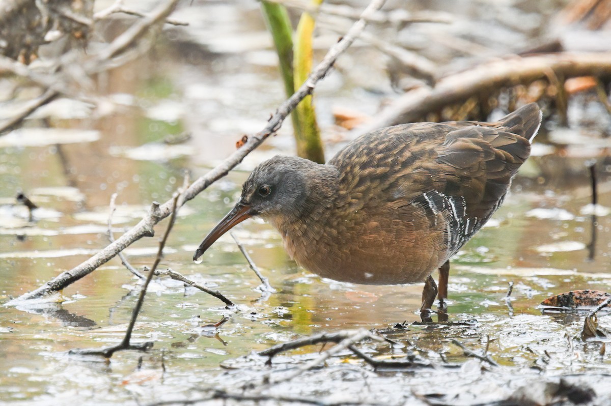 Virginia Rail - ML623803246
