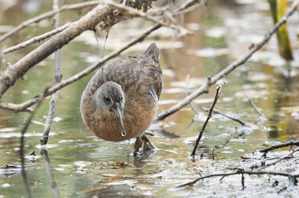 Virginia Rail - ML623803247