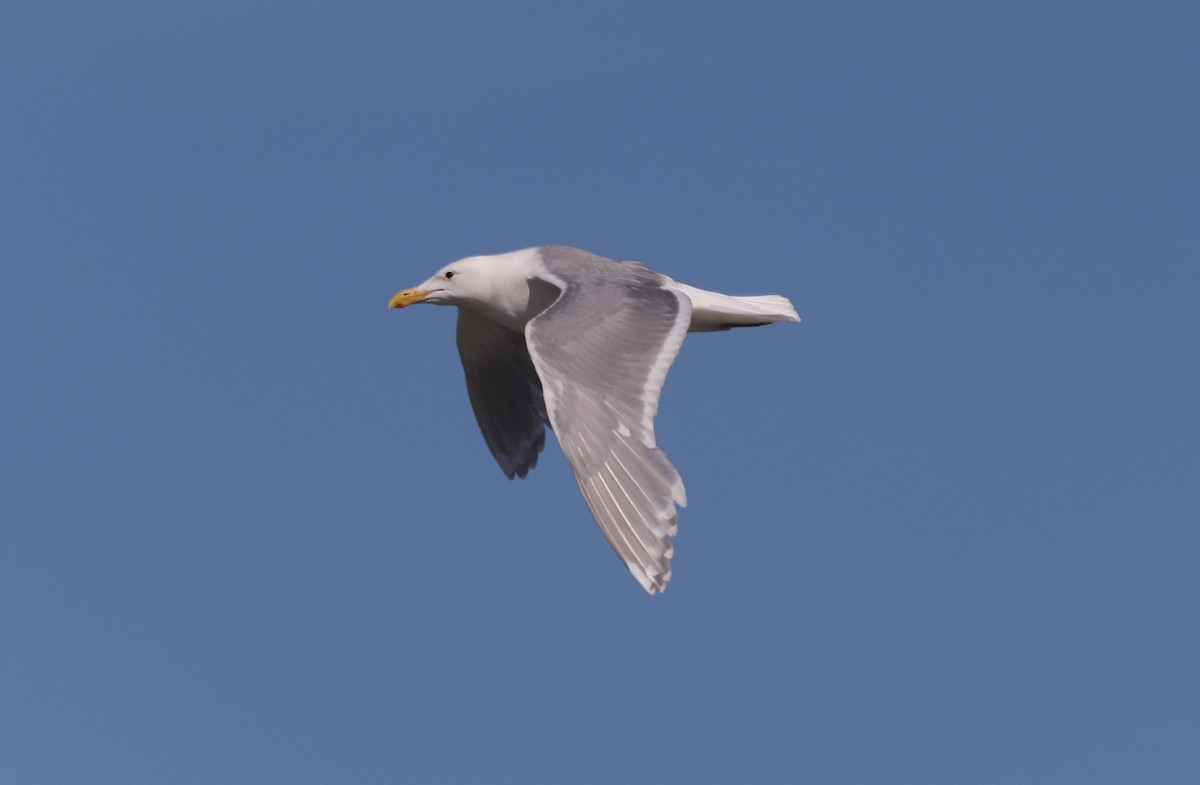 Glaucous-winged Gull - ML623803274