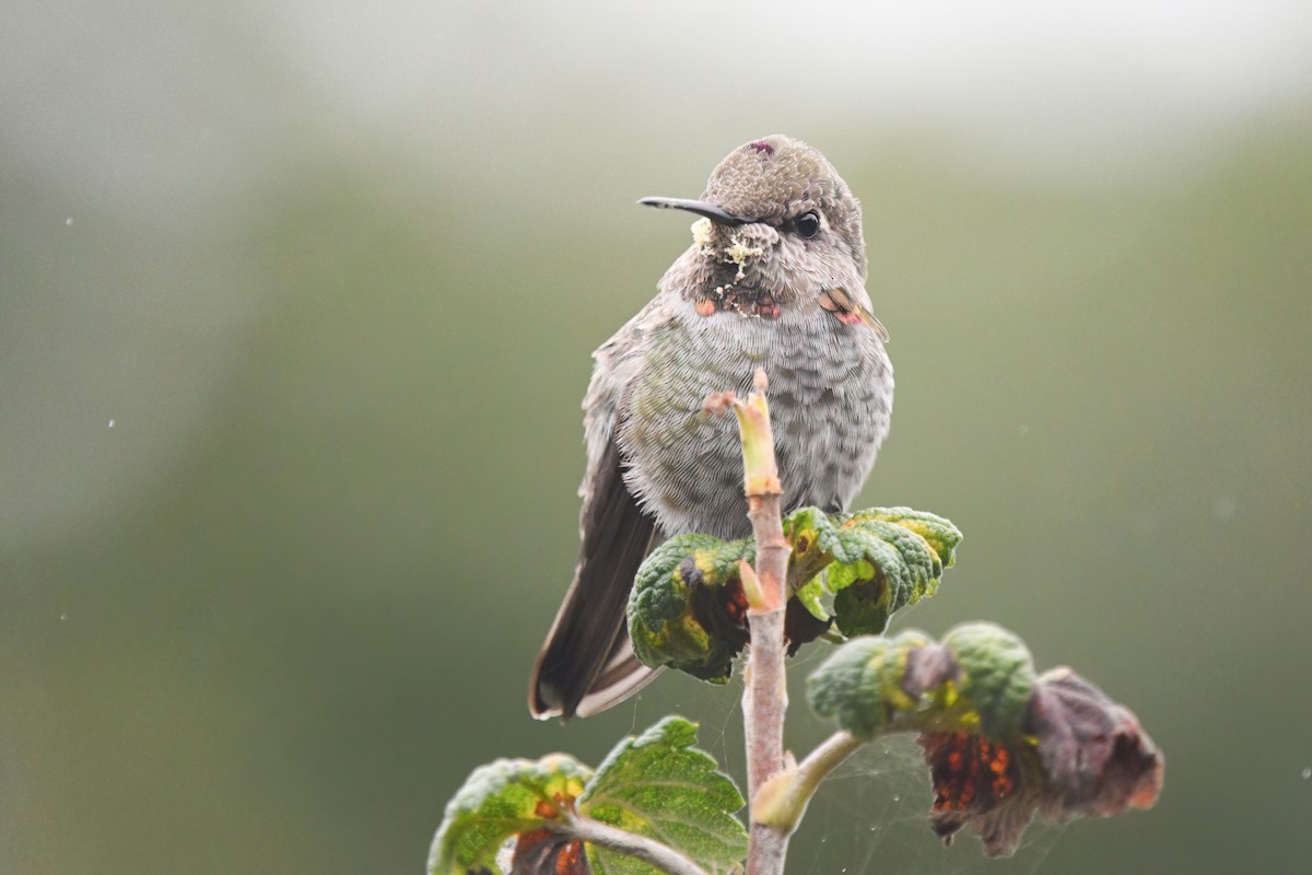 Anna's Hummingbird - ML623803282