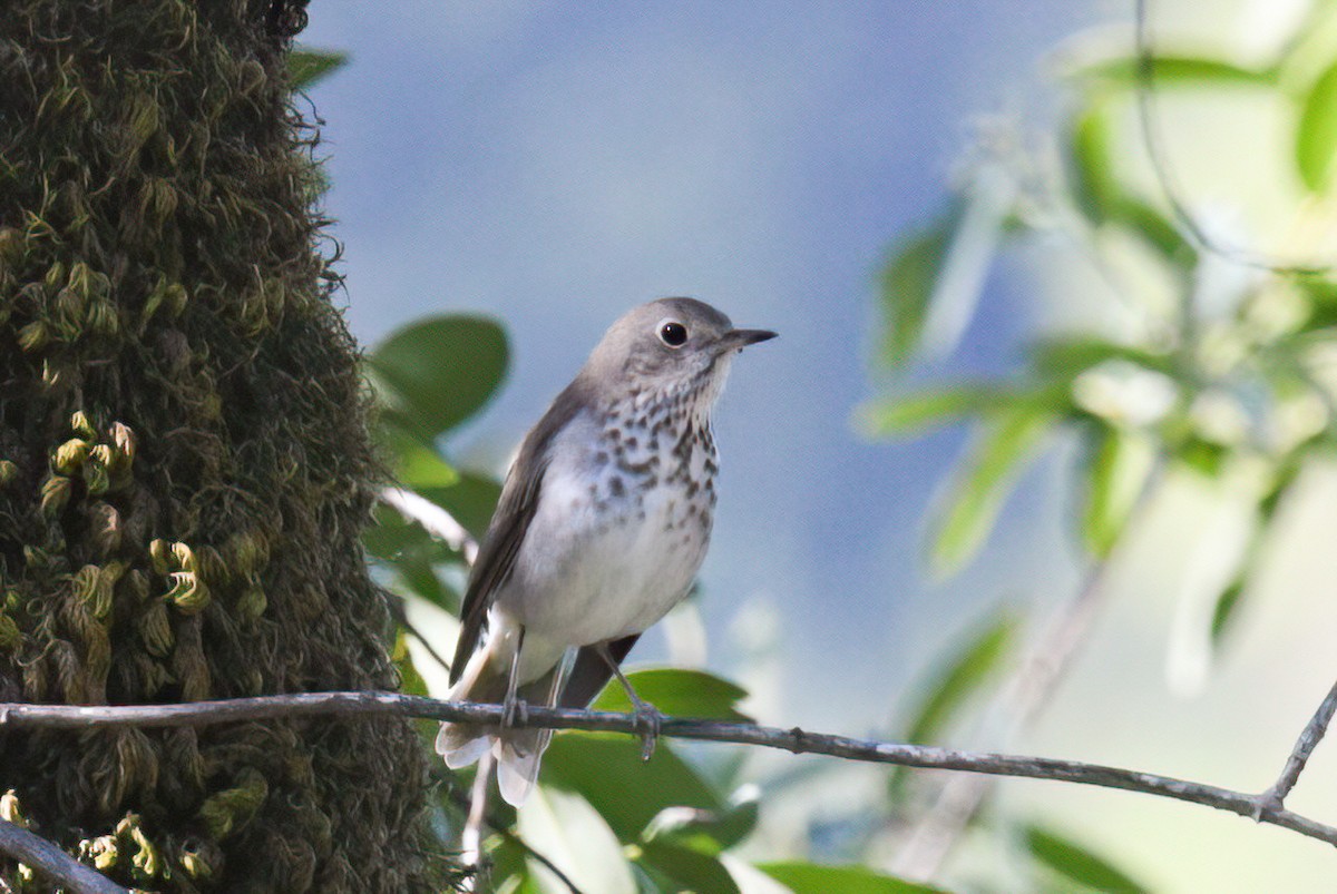 Hermit Thrush - ML623803310