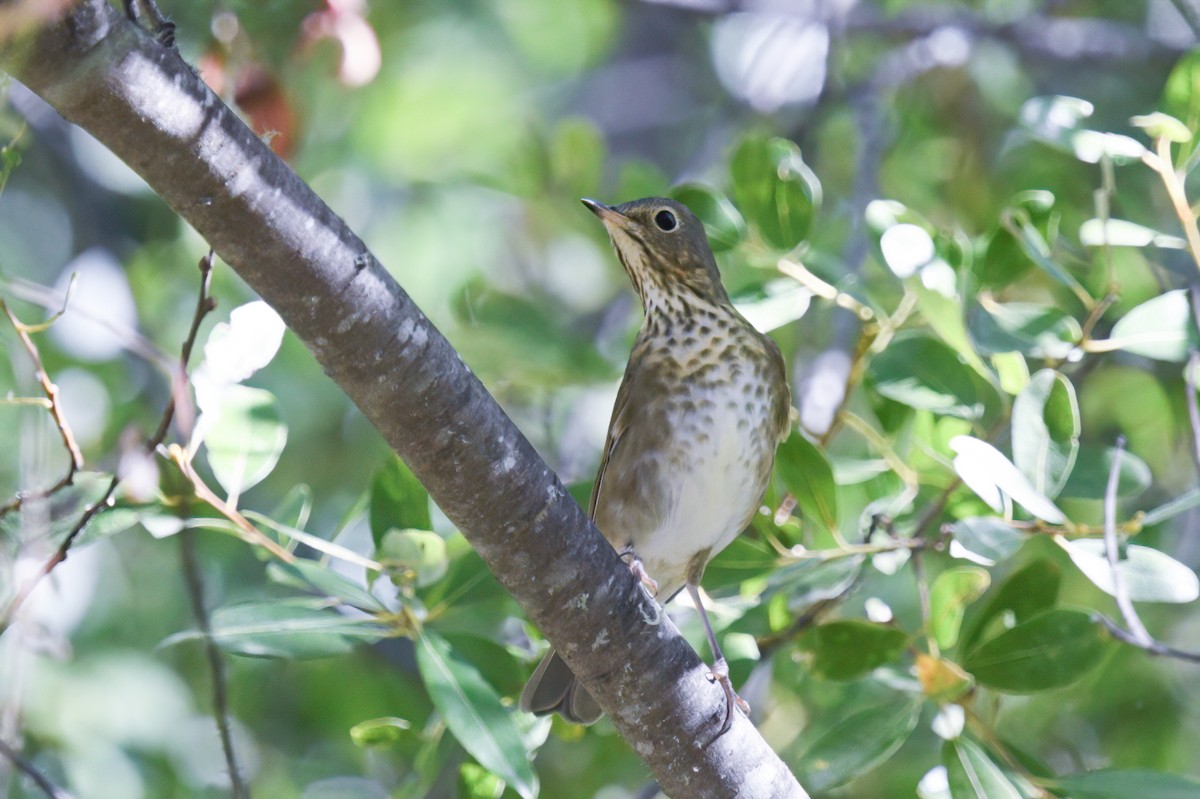 Swainson's Thrush - ML623803321