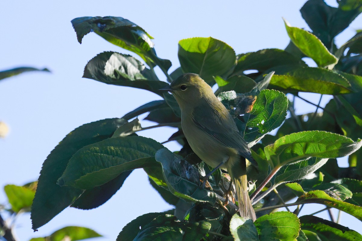 Orange-crowned Warbler (lutescens) - ML623803334