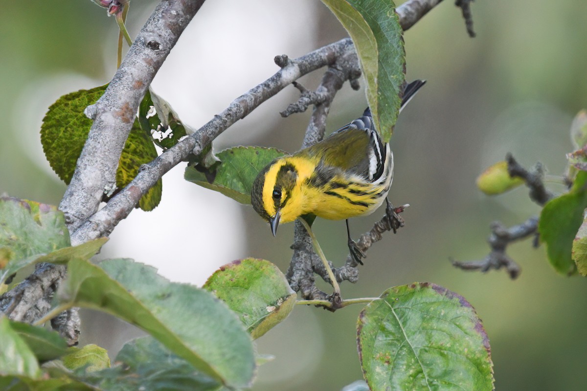 Townsend's Warbler - ML623803344