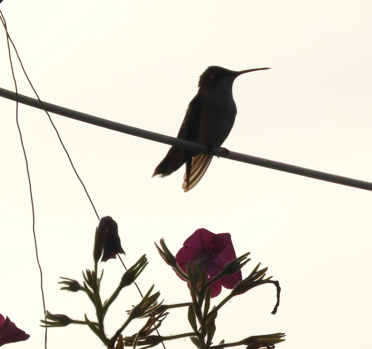 Ruby-throated Hummingbird - ML623803346