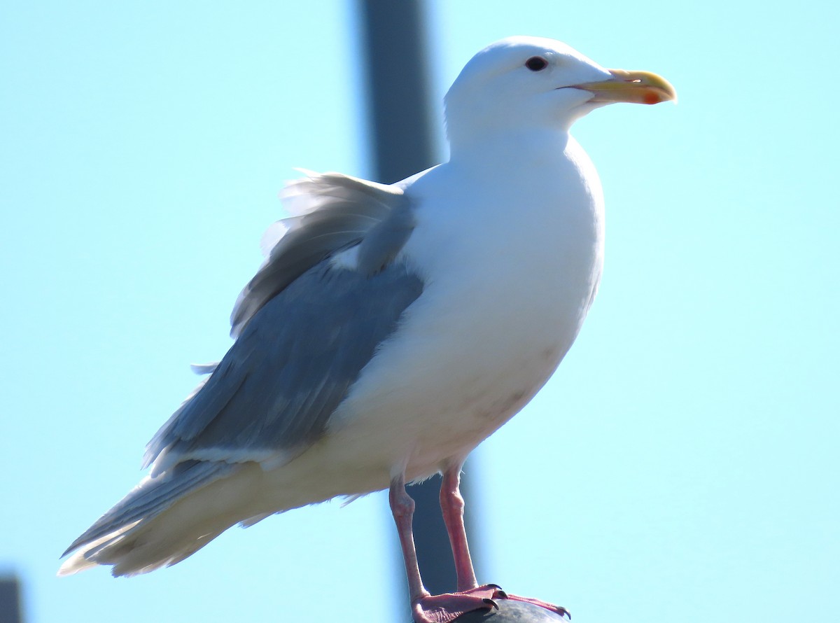 Glaucous-winged Gull - ML623803370