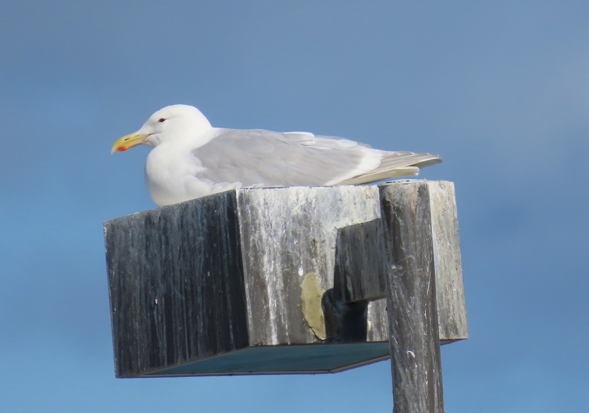 Glaucous-winged Gull - ML623803374