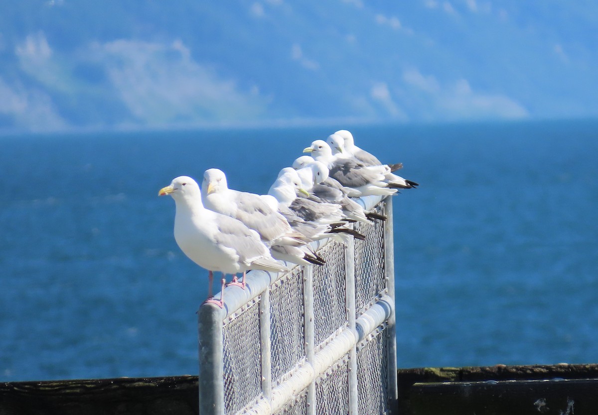 Glaucous-winged Gull - ML623803376