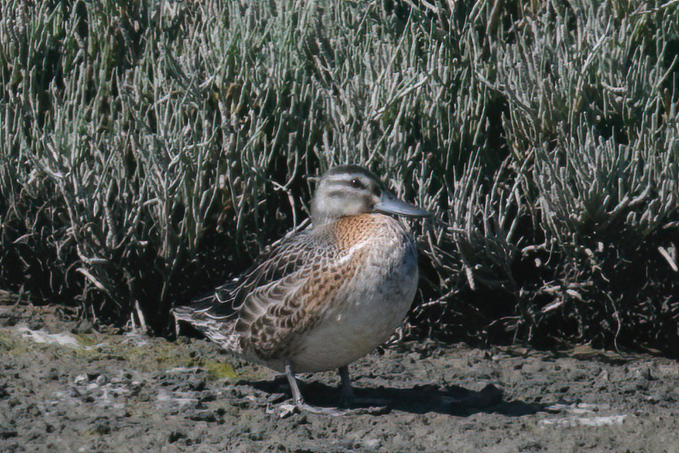 Garganey - ML623803378