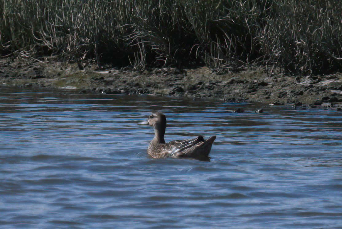Garganey - ML623803379