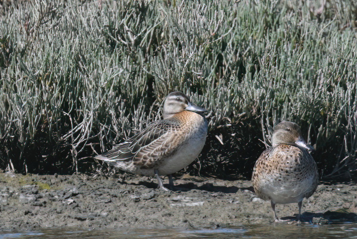 Garganey - ML623803380